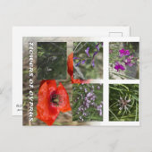 Blume von Zyrusfrüchten nach Behandlung Postkarte (Vorne/Hinten)