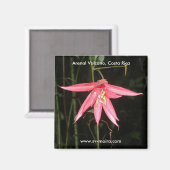 Blume, Vulkan Arenal, Costa Rica Magnet (Vorderseite/Rückseite)