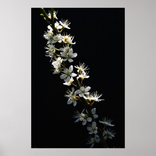 Blume wapcn poster (Vorne)