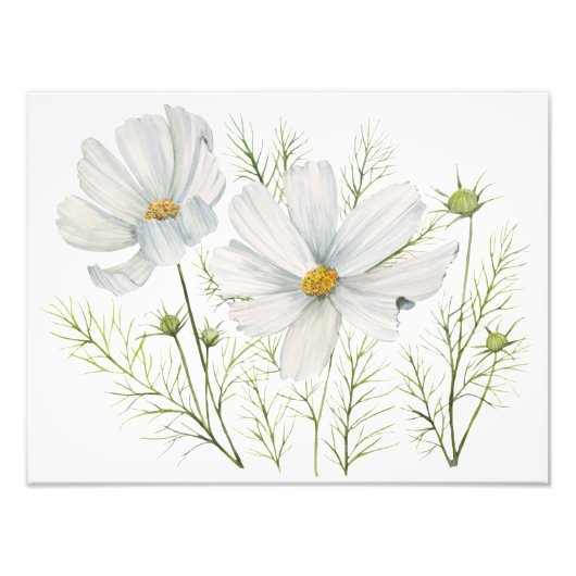 Blume Wasserfarbe Weißer Kosmos Botanische Malerei Fotodruck (Vorne)
