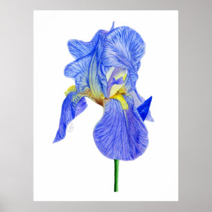 Blume Watercolor Blue Iris Postkarte Poster