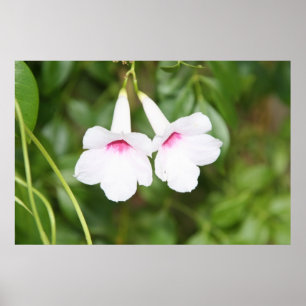 Blume Wedding Bell Poster