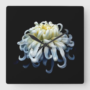 Blume Weißer Chrysanthemum Quadratische Wanduhr