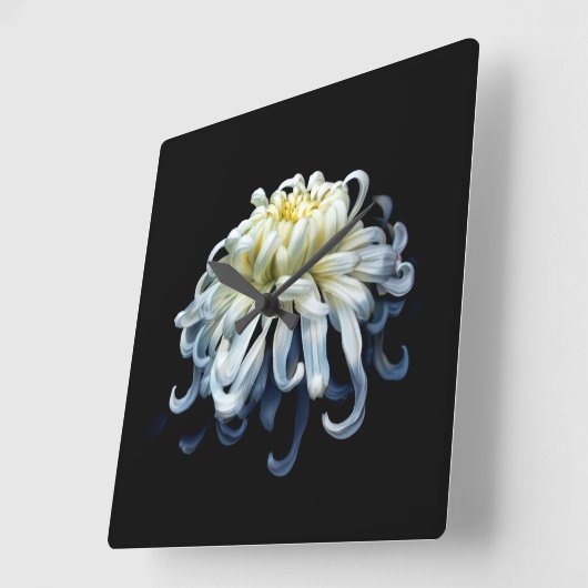 Blume | Weißer Chrysanthemum Quadratische Wanduhr (Winkel)