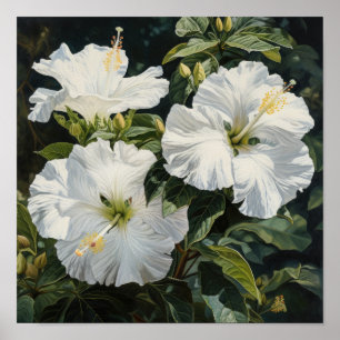 Blume Weißer Hibiskus Art Print Poster