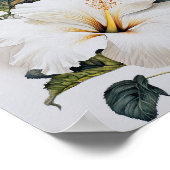 Blume Weißer Hibiskus Art Print Poster (Ecke)
