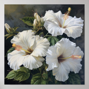 Blume Weißer Hibiskus Art Print Poster