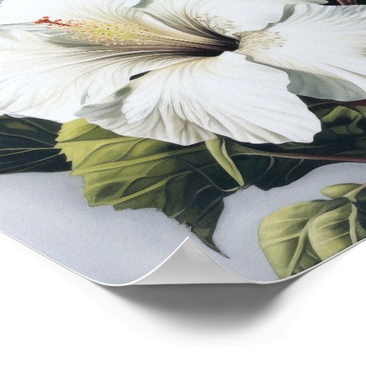 Blume Weißer Hibiskus Art Print Poster (Ecke)