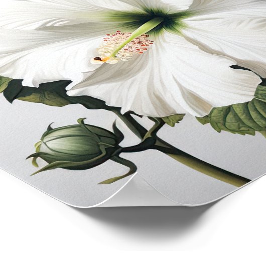 Blume Weißer Hibiskus Art Print Poster (Ecke)