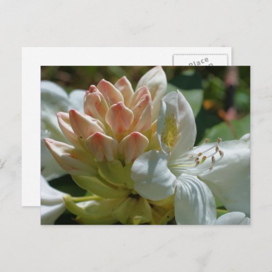 Blume White Azalea Postkarte (Vorne/Hinten)