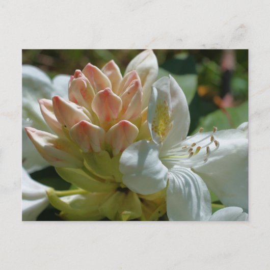 Blume White Azalea Postkarte (Vorderseite)
