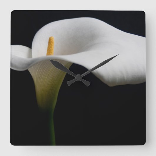 Blume | White Calla Lily Quadratische Wanduhr (Vorderseite)