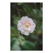 Blume White Camellia Fotodruck (Vorne)