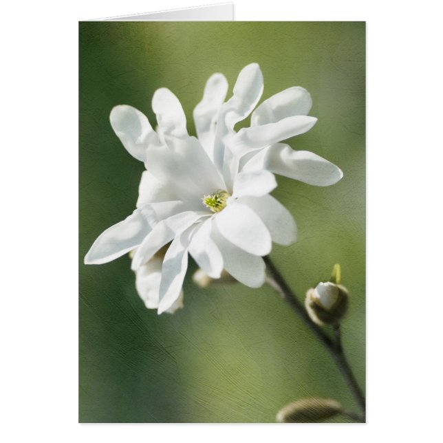 Blume White Magnolia (Vorne)