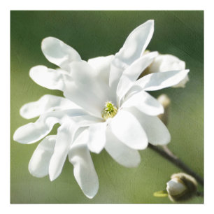 Blume White Magnolia Fotodruck