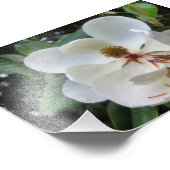 Blume White Magnolia Fotodruck (Ecke)