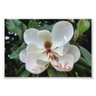 Blume White Magnolia Fotodruck