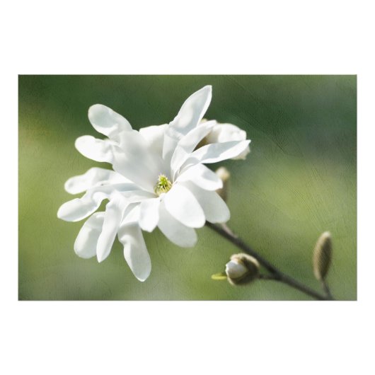 Blume White Magnolia Fotodruck (Vorne)