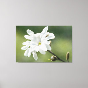 Blume White Magnolia Leinwanddruck