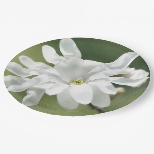 Blume White Magnolia Pappteller (Schrägansicht)