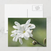 Blume White Magnolia Postkarte (Vorne/Hinten)