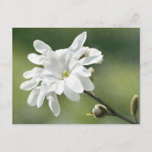 Blume White Magnolia Postkarte