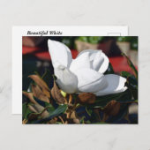 Blume White Magnolia Postkarte (Vorne/Hinten)