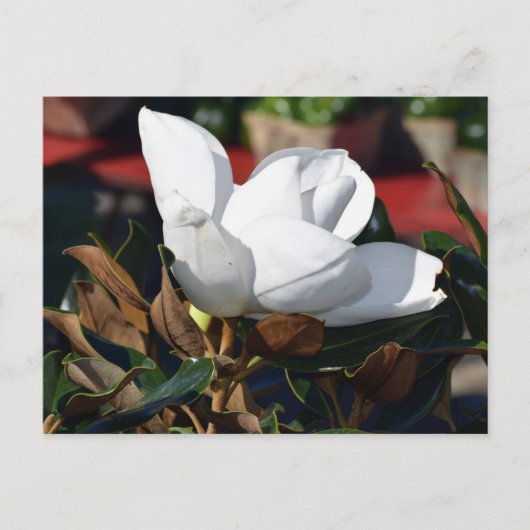 Blume White Magnolia Postkarte (Vorderseite)