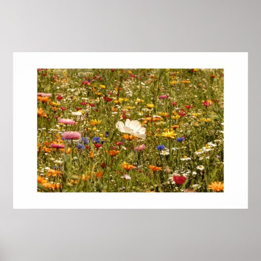 Blume - Wiese Poster (Vorne)