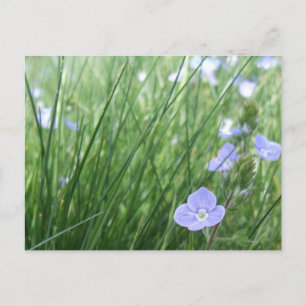 Blume-Wiese-Postkarte Postkarte