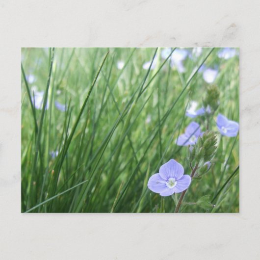 Blume-Wiese-Postkarte Postkarte (Vorderseite)