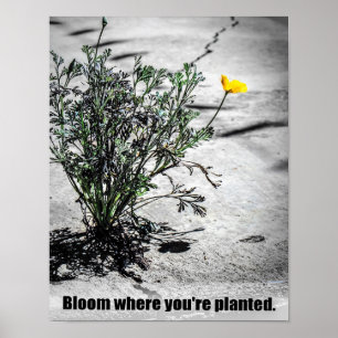 Blume, wo du gepflanzt bist poster