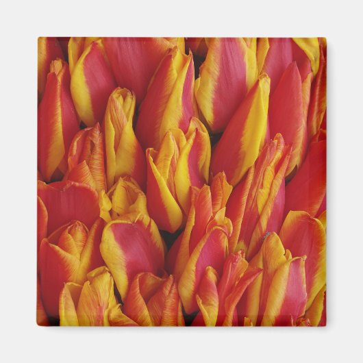 Blume zum Float anlässlich des Queen's Day Magnet (Vorne)
