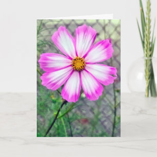 Blume zum Geburtstag Rosa und Weißer Kosmos Karte