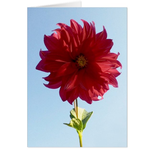 Blume zum Himmel (Vorne)