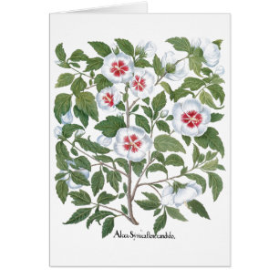 Blume zum Vintagen Hibiskus von Basilius Besler