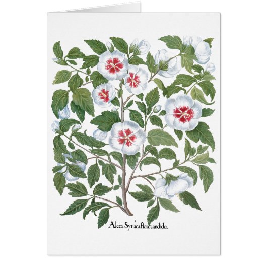 Blume zum Vintagen Hibiskus von Basilius Besler (Vorne)