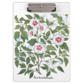 Blume zum Vintagen Hibiskus von Basilius Besler Klemmbrett (Vorderseite)