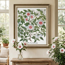 Blume zum Vintagen Hibiskus von Basilius Besler