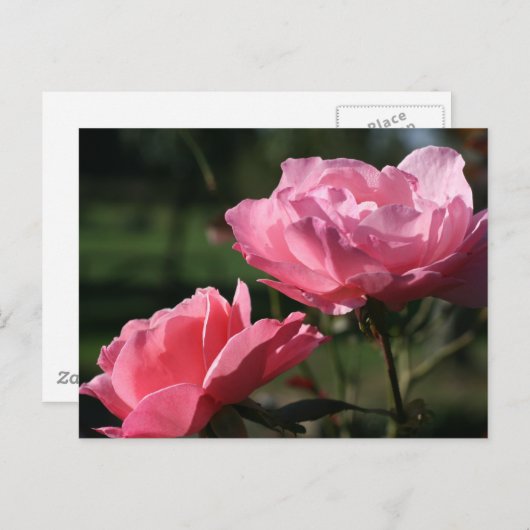 Blume zur Geburt - JUNI - Rose Postkarte (Vorne/Hinten)
