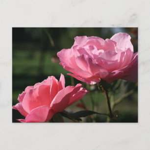 Blume zur Geburt - JUNI - Rose Postkarte