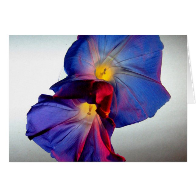 Blume zur Morgenruhe 3 (Vorderseite (Horizontal))