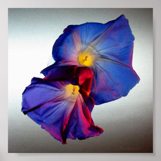 Blume zur Morgenruhe 3 Poster (Vorne)