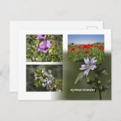 Blume Zypern auf Postkarte (Vorne/Hinten)