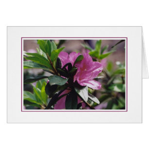 Blumen an Gibbs Bauernhof