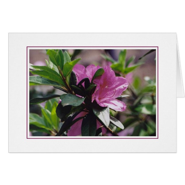 Blumen an Gibbs Bauernhof (Vorderseite (Horizontal))