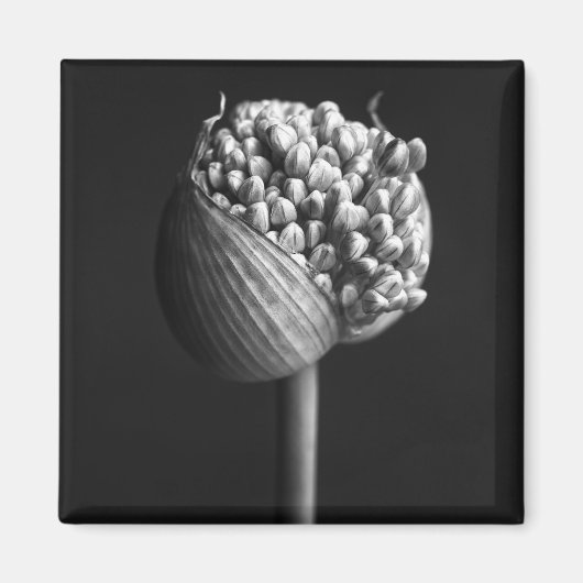Blumen | B&W Allium Blume Bud Magnet (Vorne)