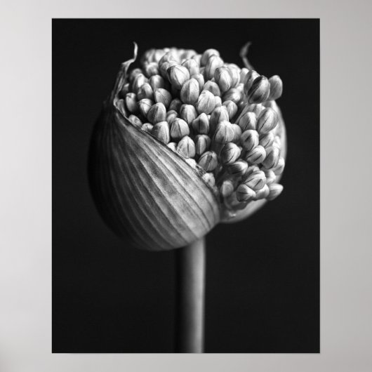 Blumen | B&W Allium Blume Bud Poster (Vorne)