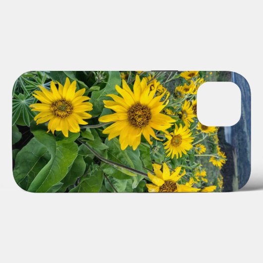 Blumen | Balsomroot Columbia River, Oregon Case-Mate iPhone Hülle (Rückseite (Horizontal))