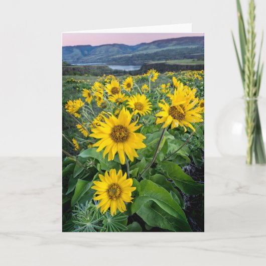 Blumen | Balsomroot Columbia River, Oregon Karte (Vorderseite)